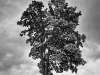 sne_20091011_9169_70_71-2